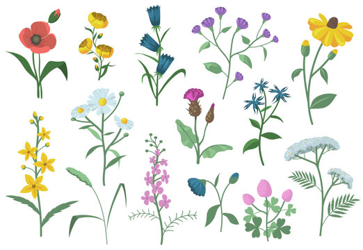 Naklejki Pretty field flowers flat set for web design. Cartoon graphic poppies, chamomile, daisies, bells, Echinacea isolated vector illustration collection. Summer meadow and blossom concept