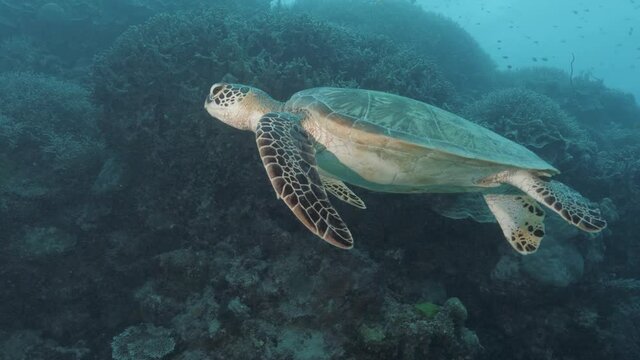A young Green Sea Turtle glides effortlessly along a large tropical coral wall in clear clean water