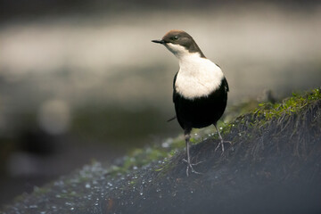 White-throated dipper.
