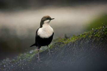 White-throated dipper.