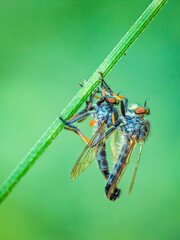 Neoitamus cyanurus © Sawomir