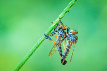 Neoitamus cyanurus © Sawomir