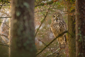 Great grey owl.