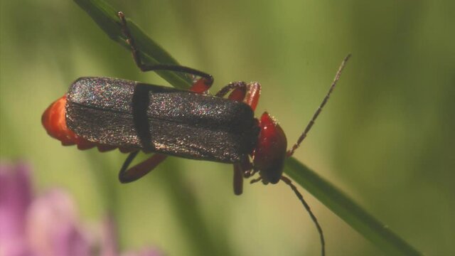 Macro shot of thick outer sunlit wings of a soldier beetle Cantharis pellucida on a blade of grass