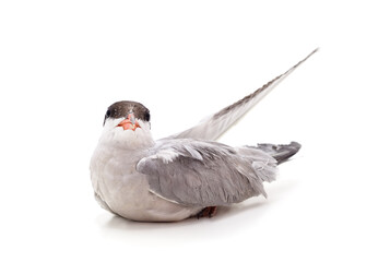 Obraz premium One beautiful seagull.