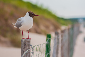 seagulls