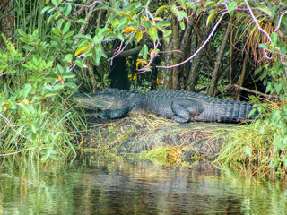A huge american alligator lying next to a small creek in the Everglades in Florida, United States of America (USA).