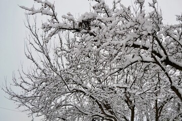 Winter landscape with several trees with their snowy branches