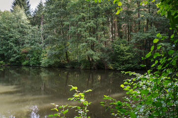 A lake in the middle of a forest, the sun illuminates the scene.