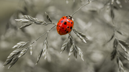 Biedronka © Sawomir