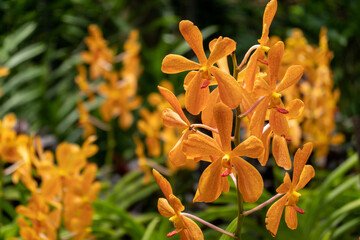 wild orchids in the garden