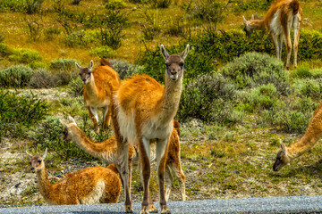 Guanacas Wild Lamas Torres del Paine National Park Chile