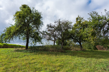 Wild meadow orchard on a cloudy day.