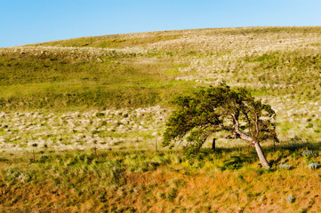 Fototapeta na wymiar Lone tree on hillside in the Columbia River Gorge