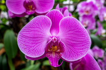 Fototapeta na wymiar purple orchid in a garden