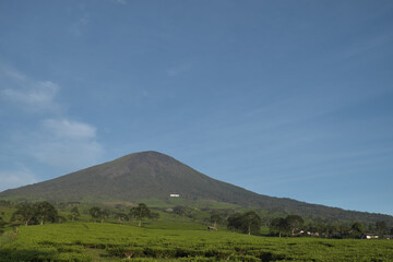tea field and mountain