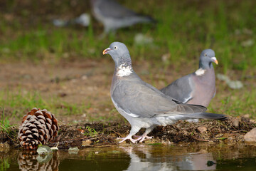 paloma torcaz en el suelo del bosque (columba palumbus) Ojén Andalucía España	