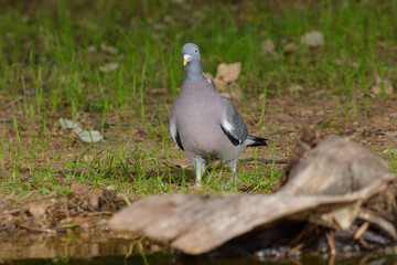 paloma torcaz en el suelo del bosque (columba palumbus)