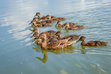 Kaczka krzyżówka © Sawomir