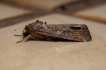 Adult Armyworm Moth