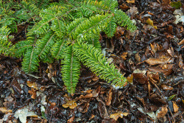 branches of a pine