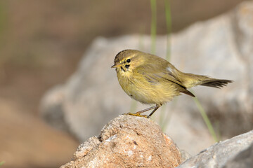mosquitero musical posado en una piedra en el parque  (phylloscopus trochilus)