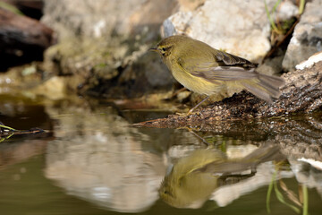 mosquitero musical posado en el estanque del parque  (phylloscopus trochilus)