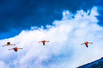 Pink Chilean Flamingos Flying Torres del Paine National Park Chile