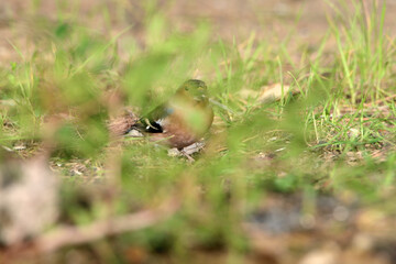 pinzón vulgar en el parque (fringilla coelebs)