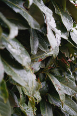 Leaves with raindrops in winter
