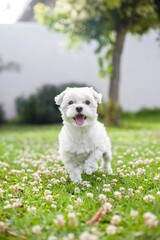 
Puppy playing in spring Maltese bichon