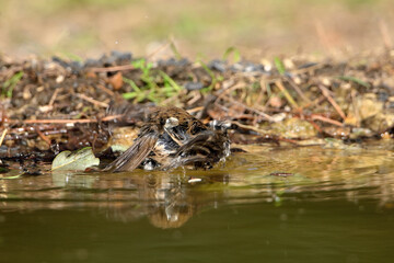  herrerillo capuchino bañándose en el estanque del parque  (lophophanes cristatus)