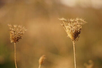 Obraz premium Dry sprouts of dill umbrellas grow in a sunny brown autumn garden