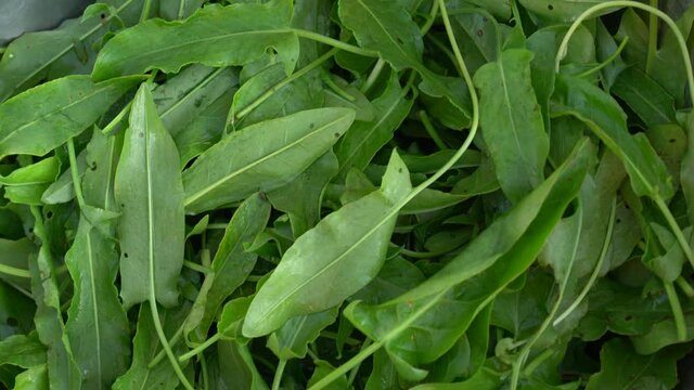 Closeup top view 4k video of many fresh green dock leaves isolated on wooden table background. Healthy diet organic ingredient.