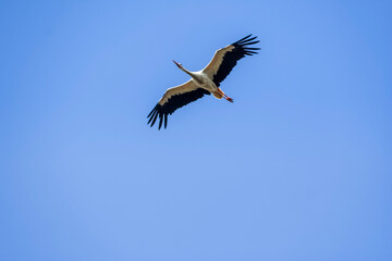 White stork in flight