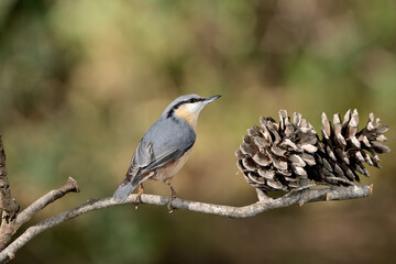trepador azul en la rama de un pino con una piña (sitta europaea)