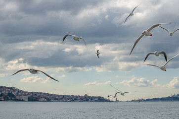 Seagulls over the Bosphorus in Istanbul