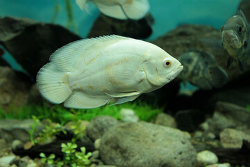 Fototapeta premium fish swimming in aquarium