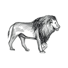 Hand-drawn black and white sketch of Lion King on a white background. Wild life. Wild animals. Lion King. Simba. Mufasa
