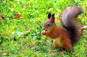 Naklejka na ściany i meble Little squirrel. Red forest squirrel. Squirrel in the park in summer.