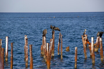 Birds rest on metal piles