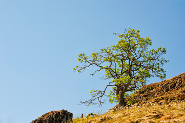 Lone tree on a hill near Cathern Creek in the Columbia River Gorge