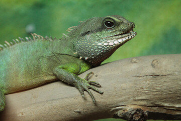 iguana on a branch