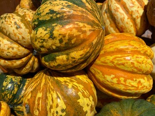 Celebration Acorn Squash