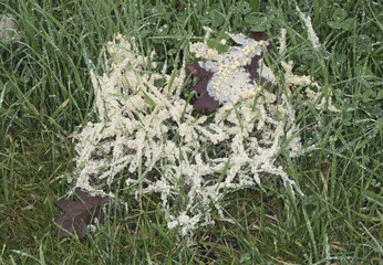 Fototapeta na wymiar Mucilago crustacea Dog Vomit Slime Mold organism that reproduces by spores appears in very humid times on grasses and plant material in meadows