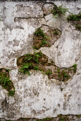 texture stone wall with vegetation to be used as a banner or a wallpaper