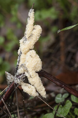 Mucilago crustacea Dog Vomit Slime Mold organism that reproduces by spores appears in very humid times on grasses and plant material in meadows