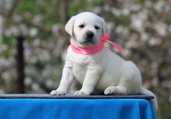 sweet yellow labrador puppy on the blue