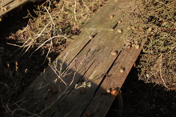 Organic farming, Agriculture, Edible snails on wooden boards. Production of snails. Snail farm....