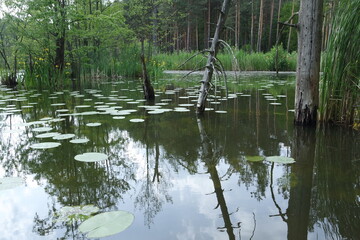 Forest Arboretum in Stradomia Dolna, Poland